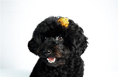 迎接新世代游戏体验！ Powin microSD EXPRESS记忆卡公布发售时间